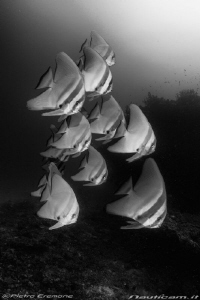 Batfish school by Pietro Cremone 